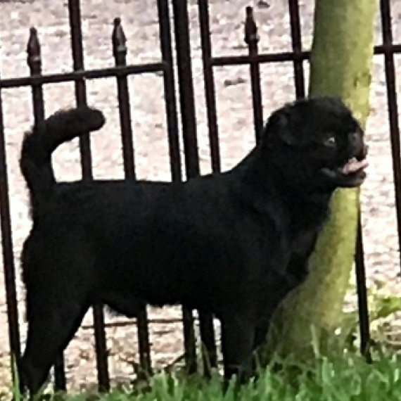 Brussels Griffon