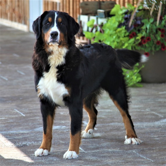 Bernese Mountain Dog