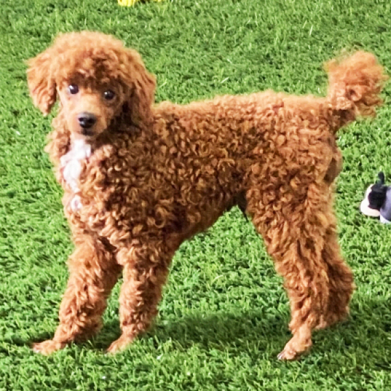 Poodle