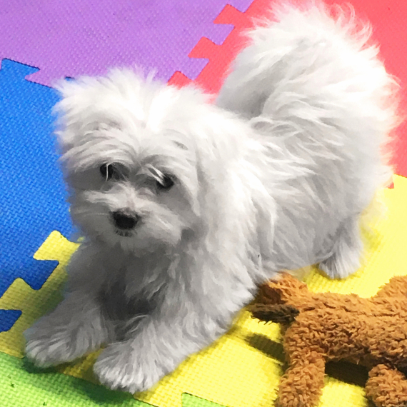 Maltese