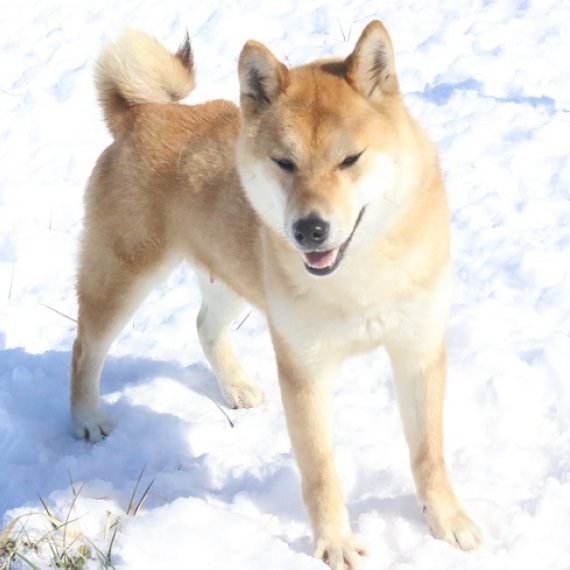 Shiba Inu