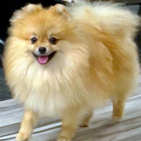 Pomeranian