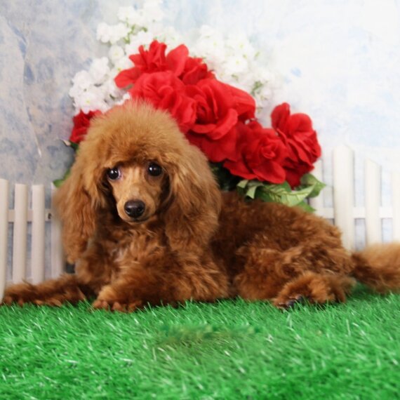 Poodle