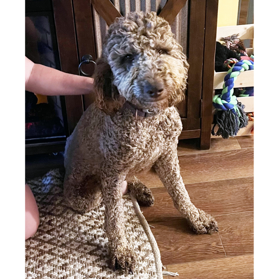 Labradoodle