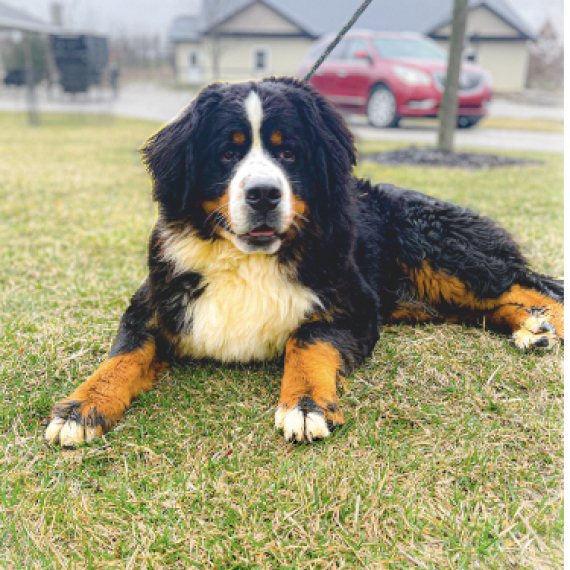 Bernese Mountain Dog