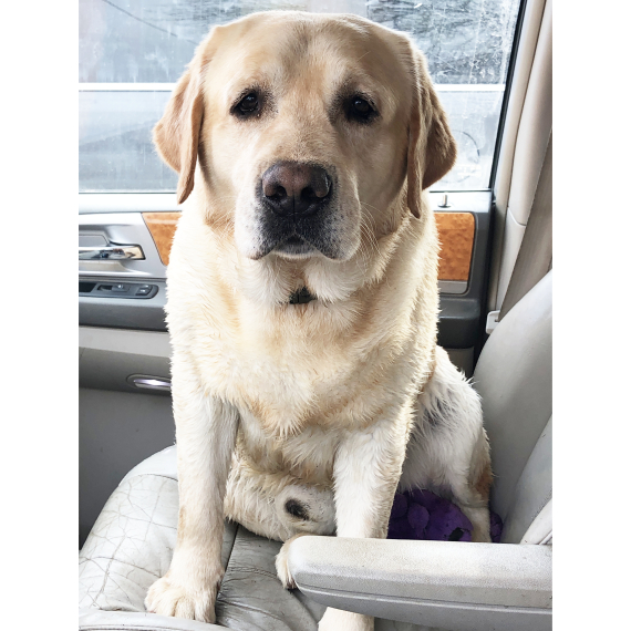 Labrador Retriever