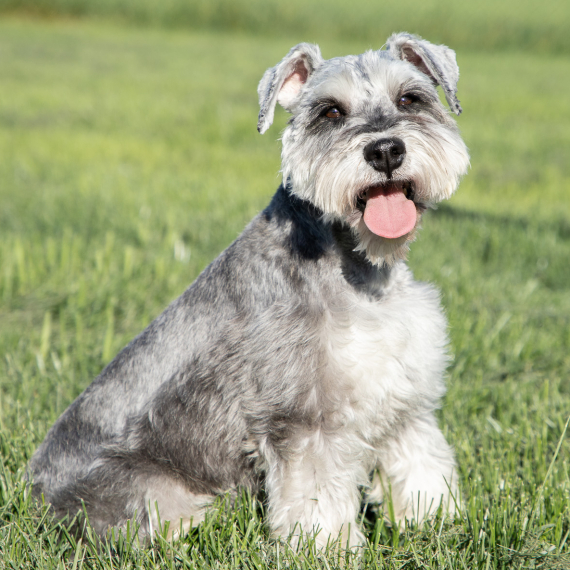 Miniature Schnauzer