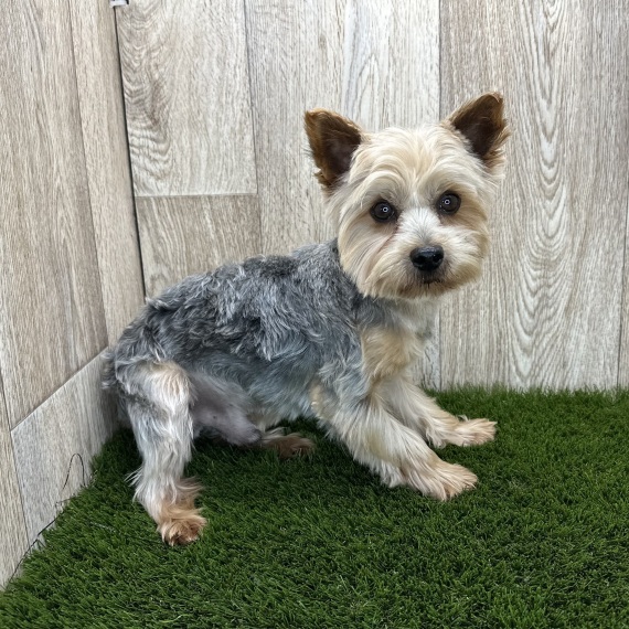 Yorkshire Terrier