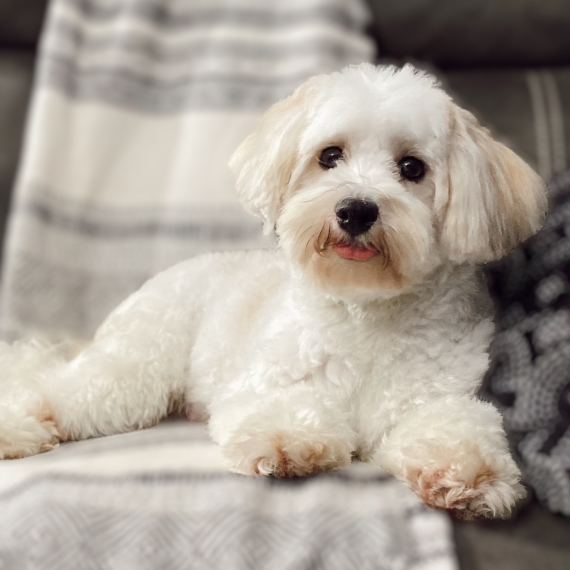 Havanese