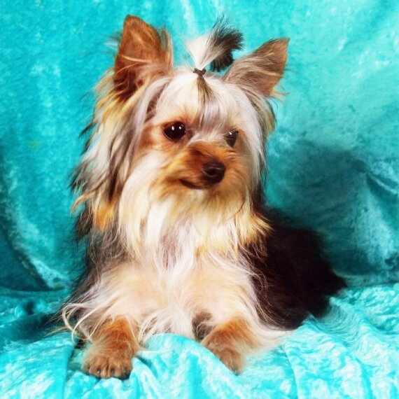 Yorkshire Terrier