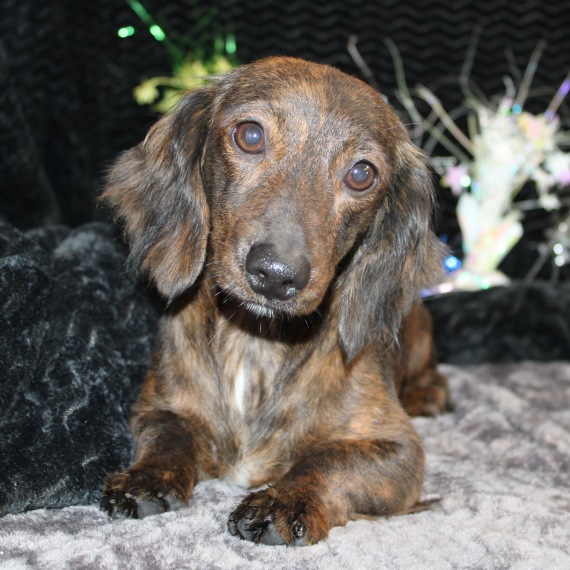 Dachshund