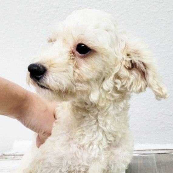 Poodle