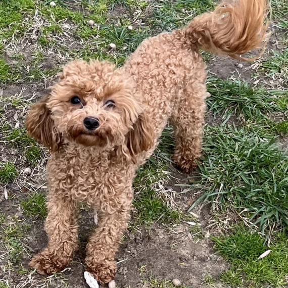 Maltipoo