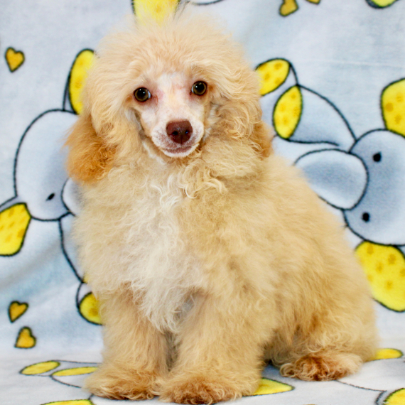 Poodle