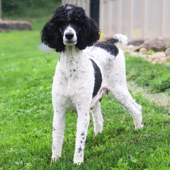 Poodle