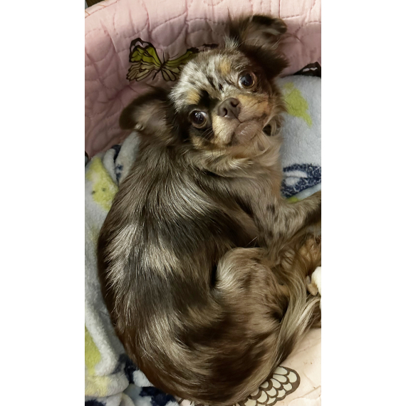 Chihuahua