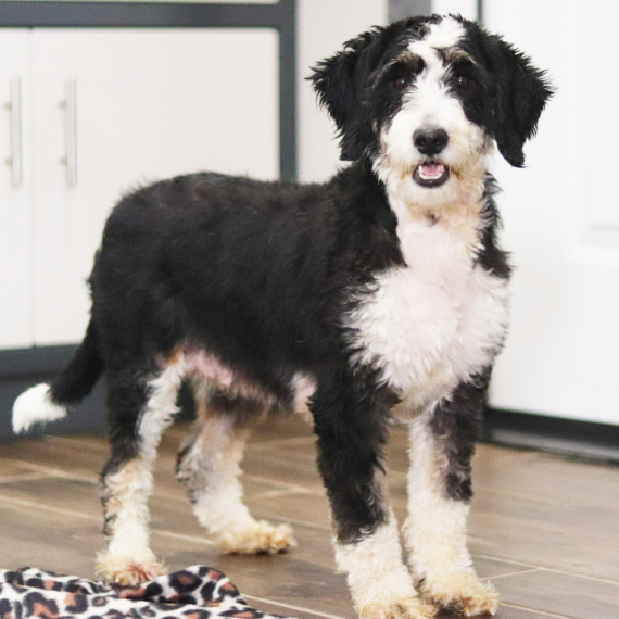 Bernedoodle