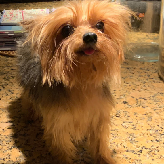 Yorkshire Terrier