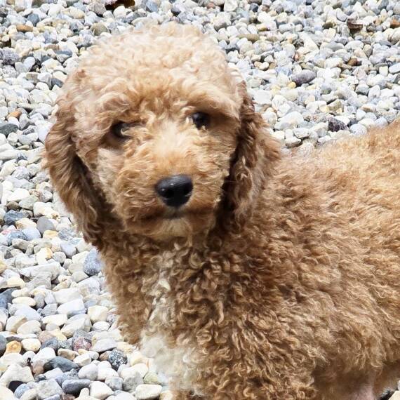Poodle
