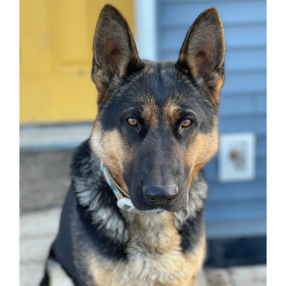 German Shepherd Dog