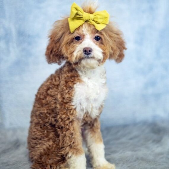 Poodle