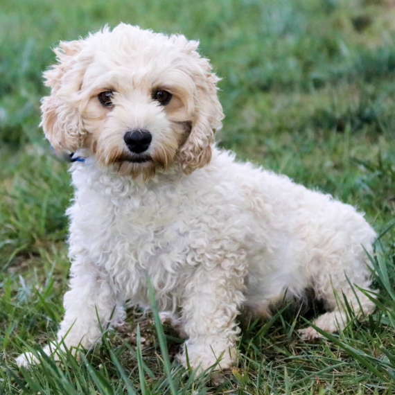 Cockapoo