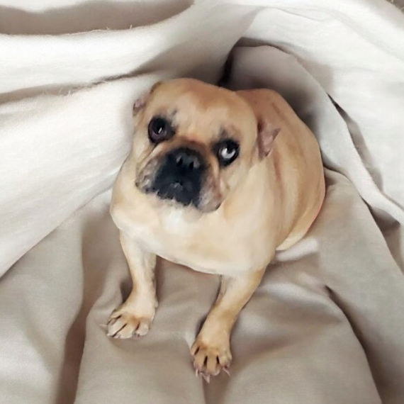 French Bulldog