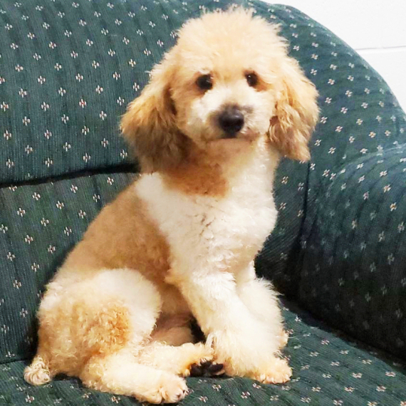 Poodle