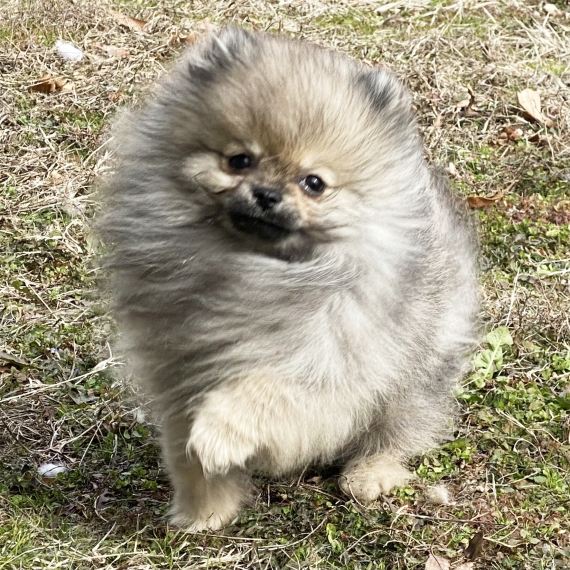 Pomeranian