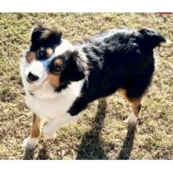 Australian Shepherd