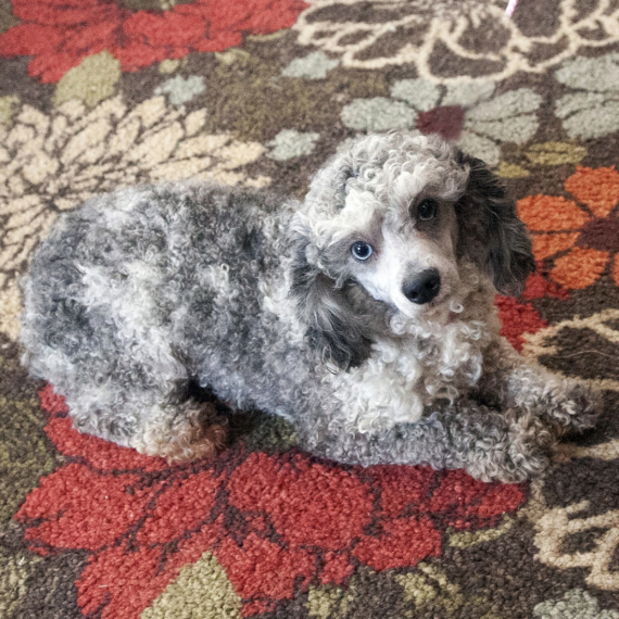 Poodle