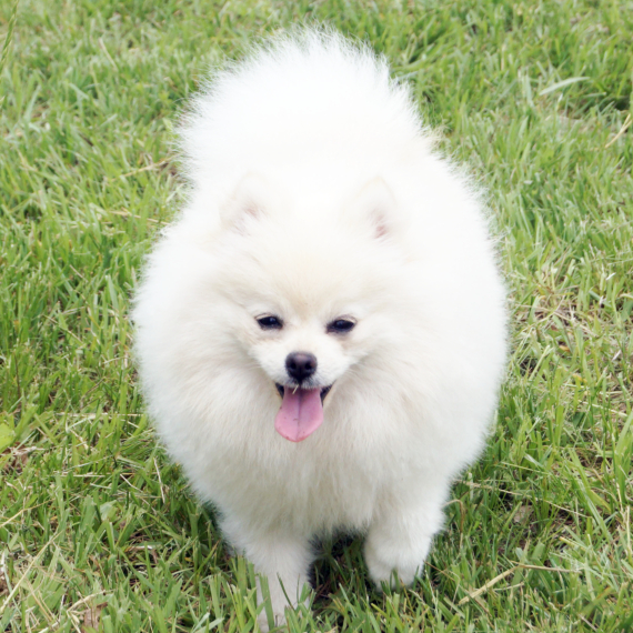 Pomeranian
