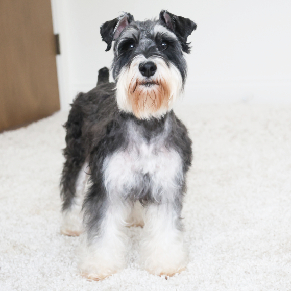 Miniature Schnauzer