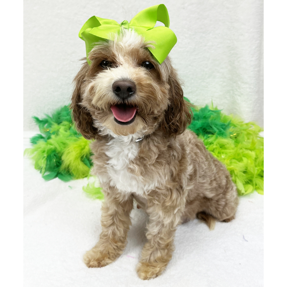 Cavapoo