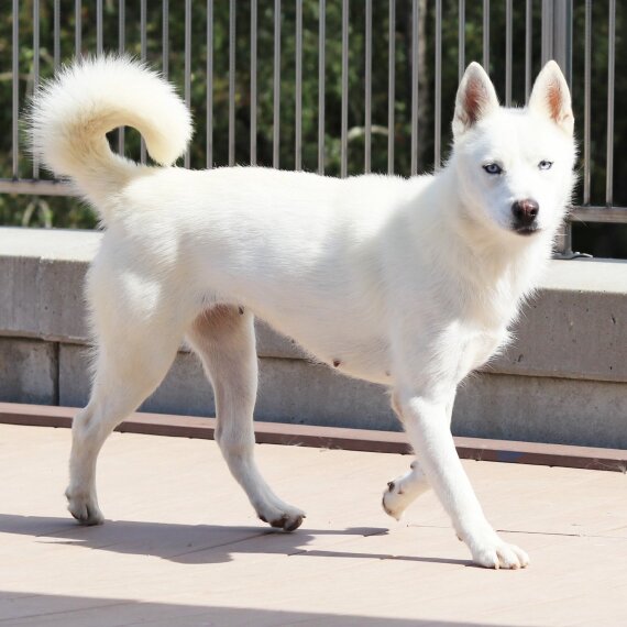 Siberian Husky