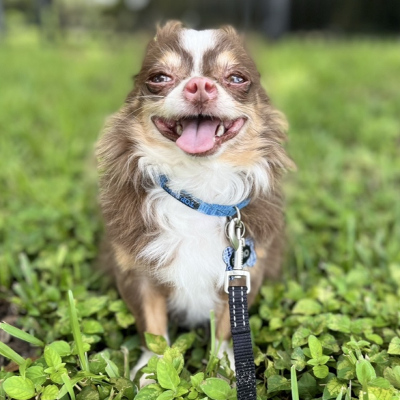 Chihuahua