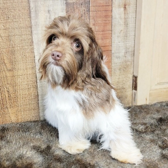 Havanese