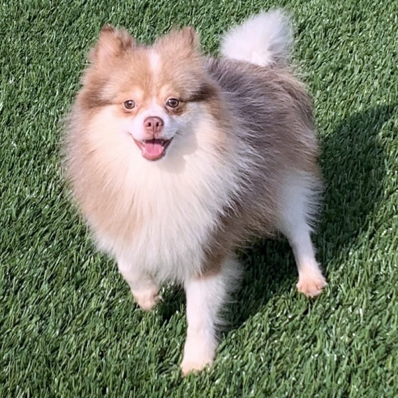 Pomeranian