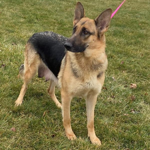 German Shepherd Dog