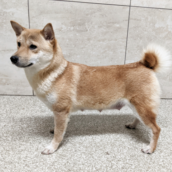 Shiba Inu