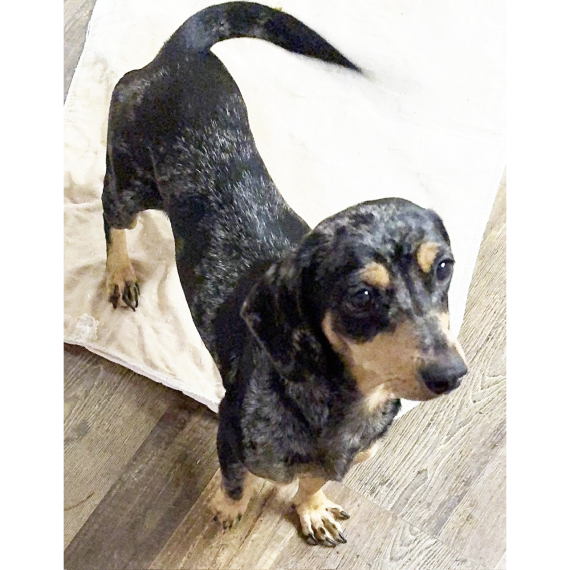 Dachshund