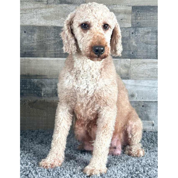 Poodle