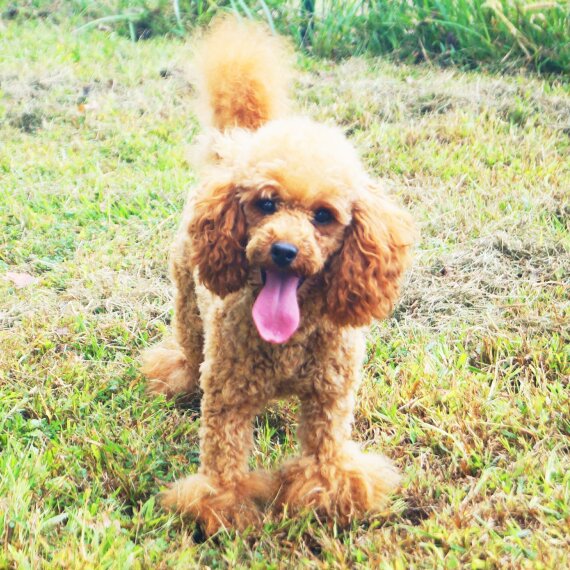 Poodle