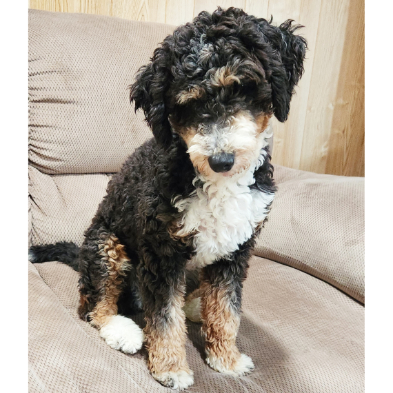 Bernedoodle