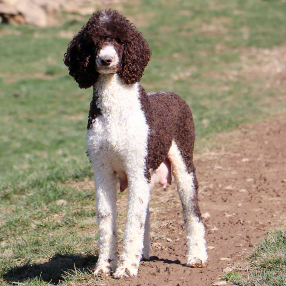 Poodle