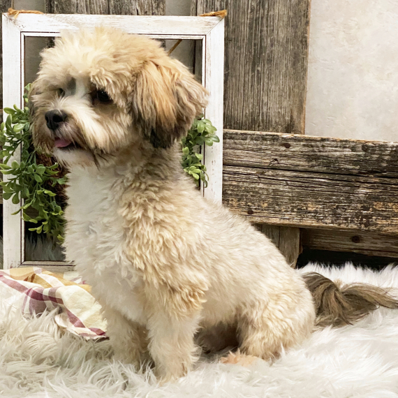 Havanese