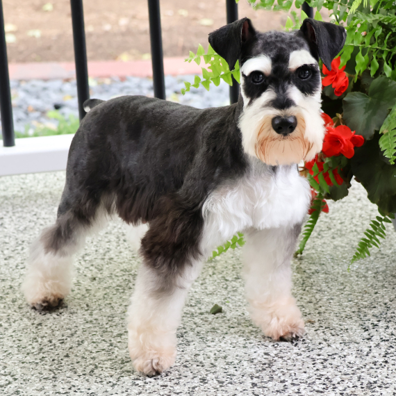 Snazzer Titan, a Salt & Pepper Male Miniature Schnauzer Puppy 810822 | PuppySpot