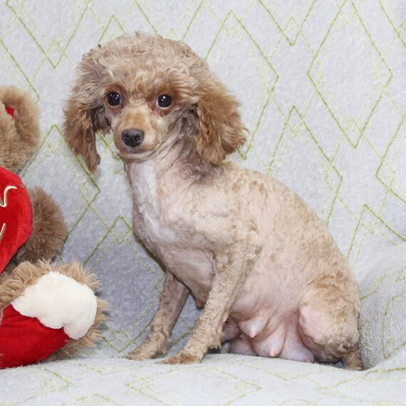 Poodle