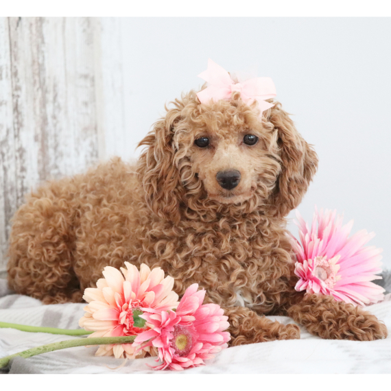 Poodle