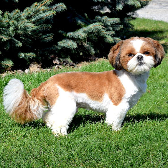 Shih Tzu